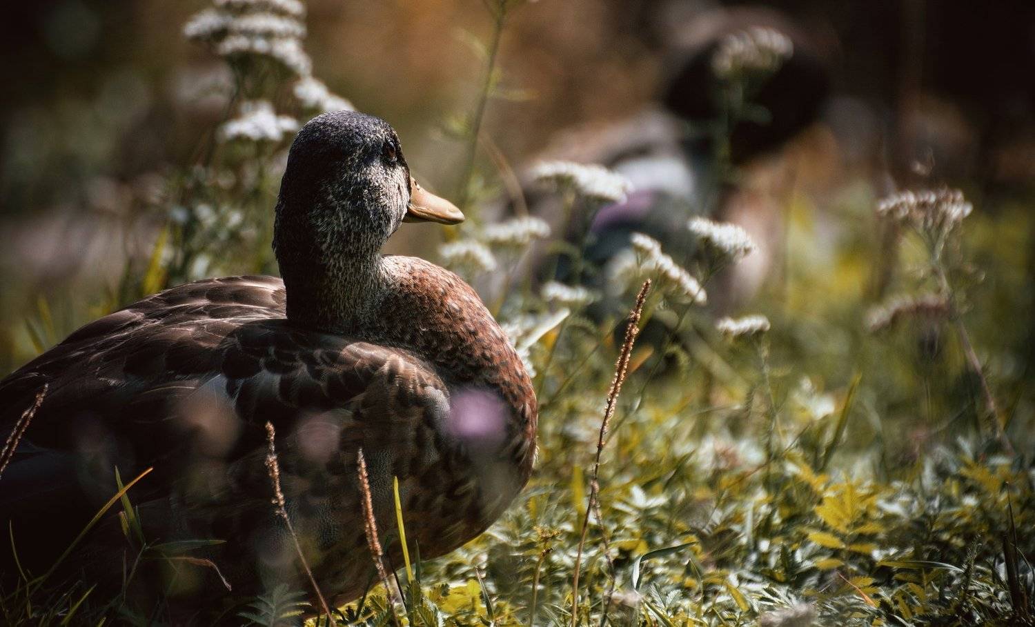 duck, ducks, птица, птицы, утка, утки, Vladimir Kedrov