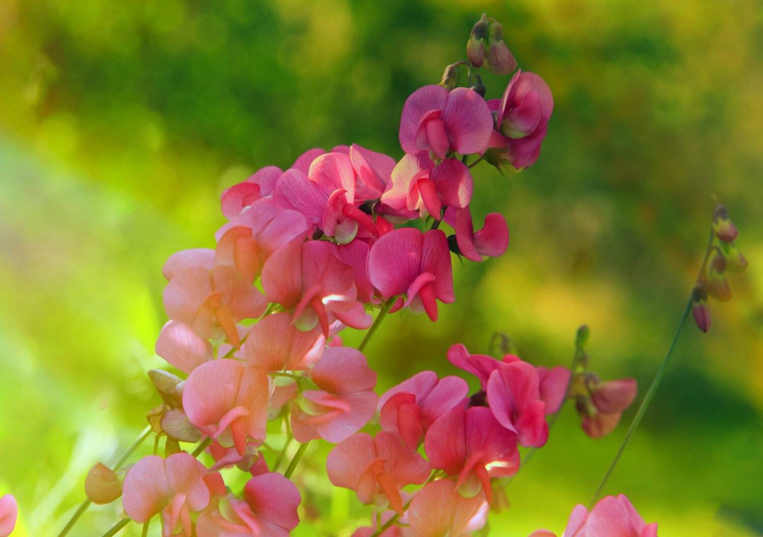 red, blue, pink, purple, violet, field, blossom, flowers, red, green, summer time, beautiful, garden, summer flowers,  summer color, landscape, nature, natural, flora, plants, meadows, background, bloom, blooming, ripper, clipper,, DZINTRA REGINA JANSONE