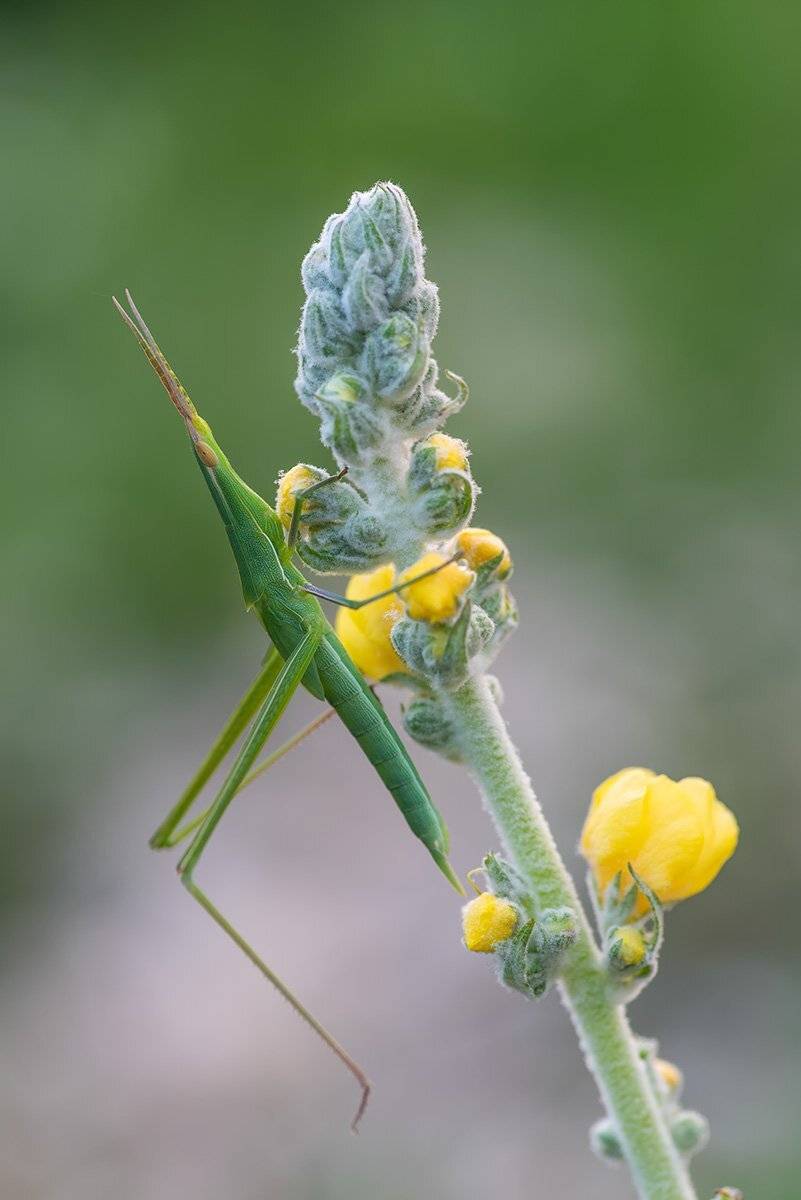 , Александр Земляной