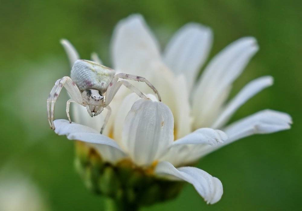 , Чепленко Алексей