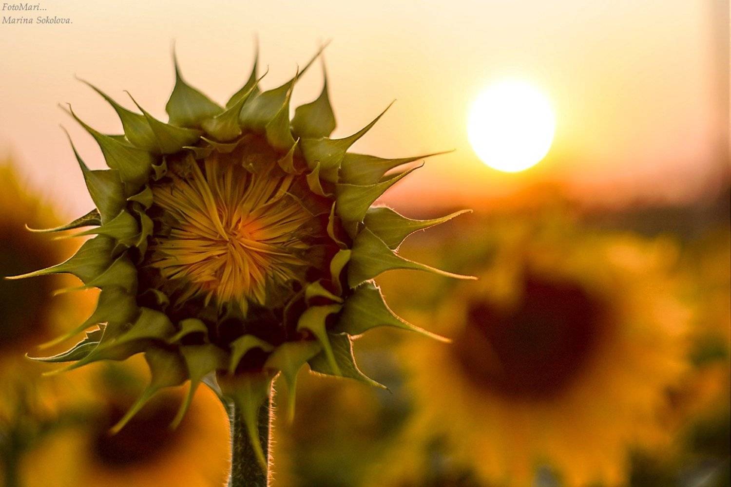 , Марина Соколова