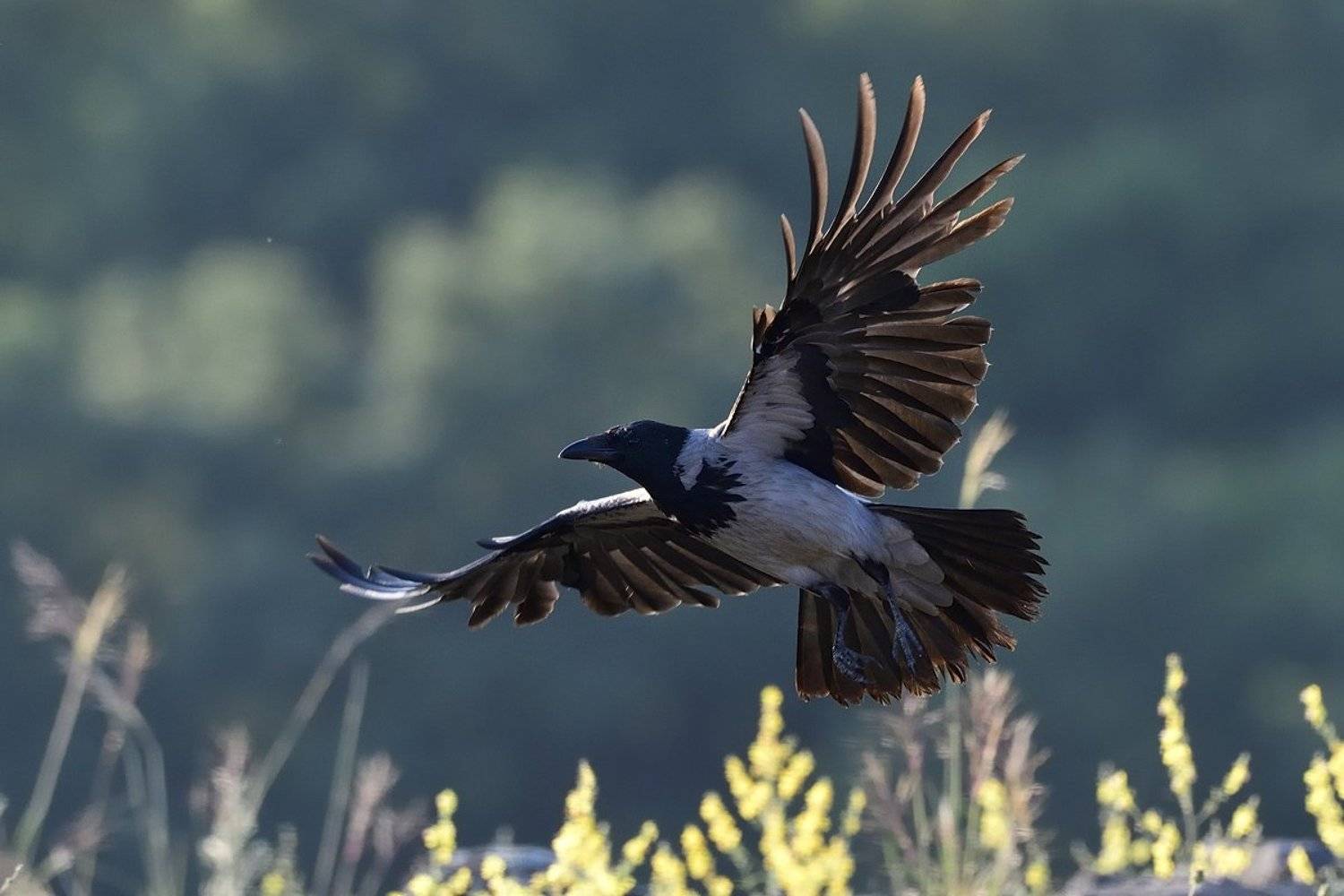 птицы birds, Jaroslav Mego