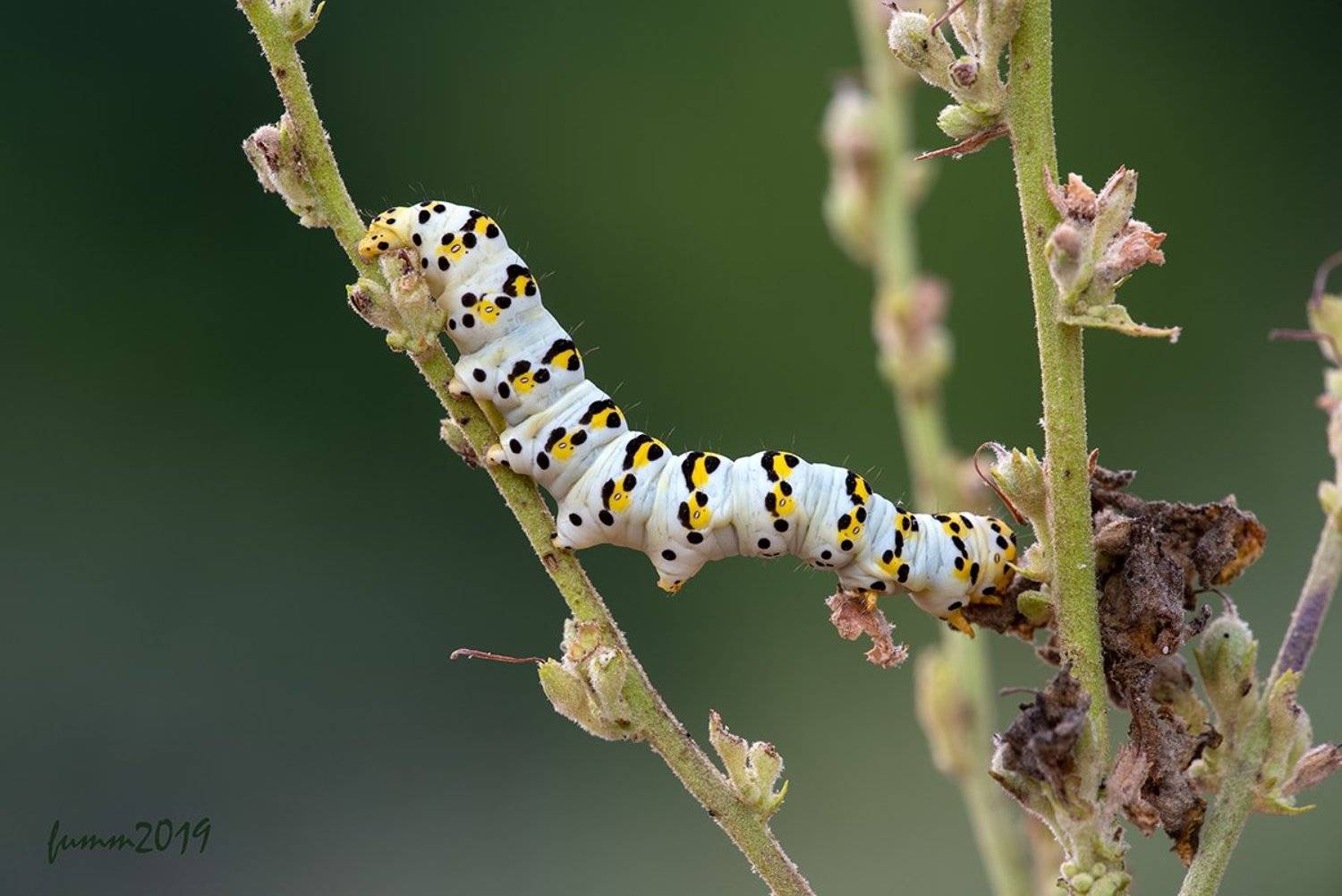 , Игорь ФУММ