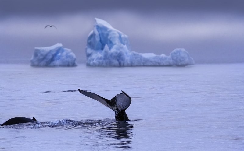 * фото превью