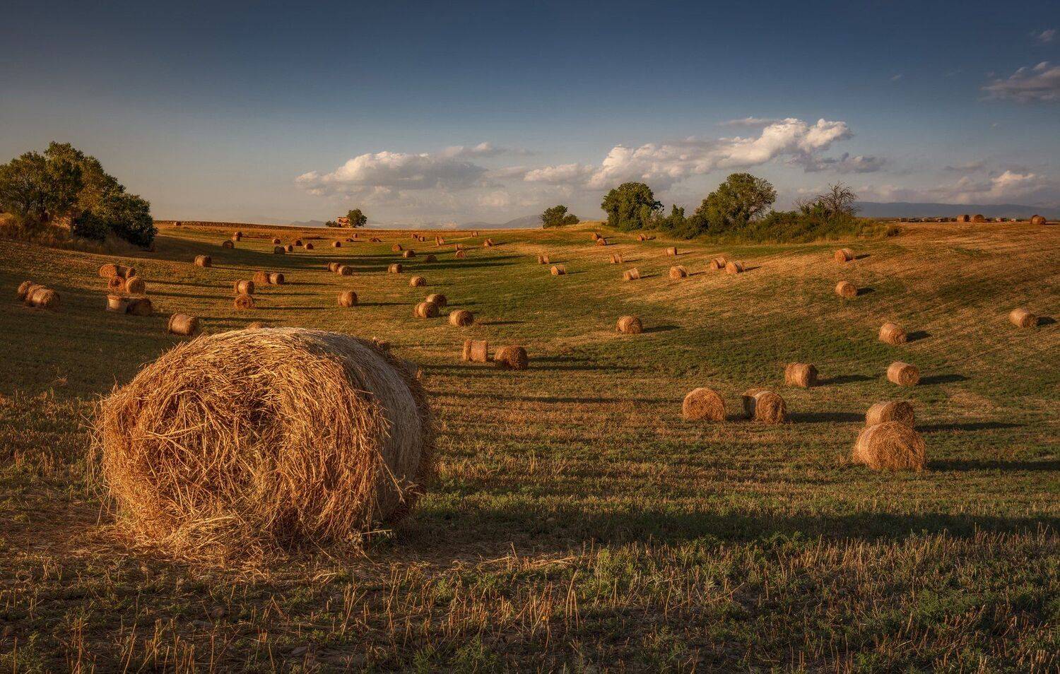 поле, сено, закат, Александр Безмолитвенный