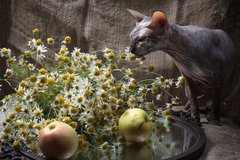 Ромашки спрятались, поникли лютики... фото превью