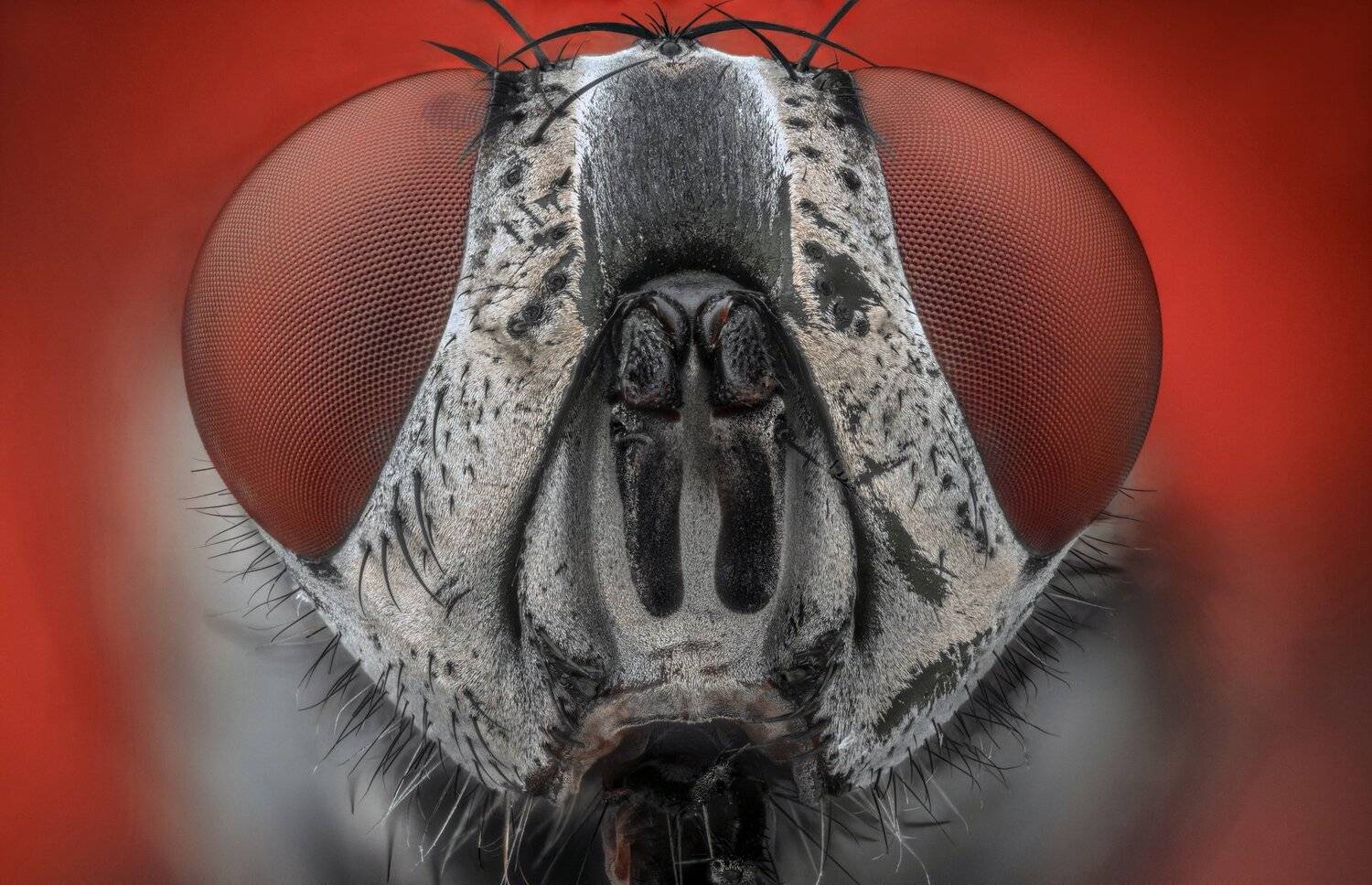 ceclii, macro, extrememacro, nikon d3400, semiplan 6.3, Tsvetan Ganev