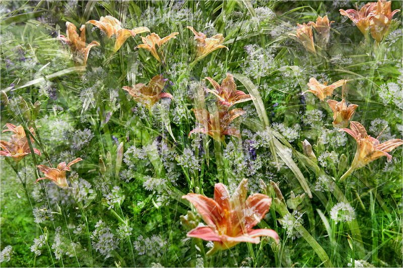 лилейник, цветок, цветы, лето, июль, Июльский микс. фото превью