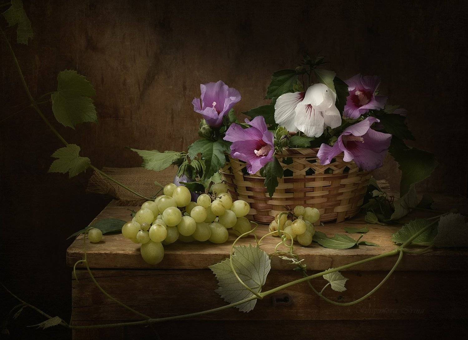 , Шипунова Ирина