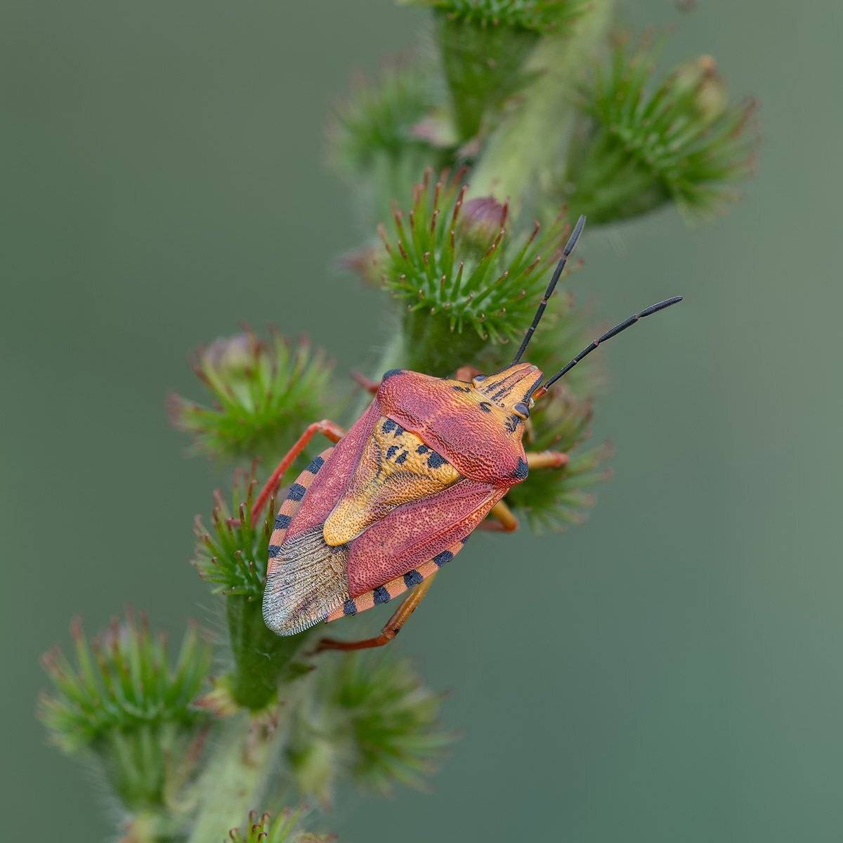 , Александр Земляной