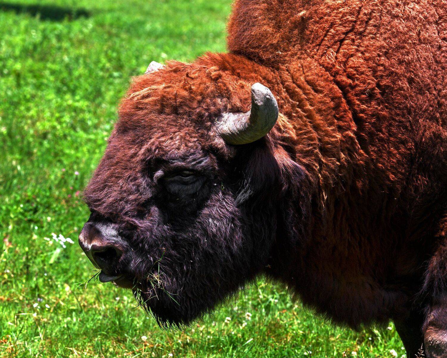 , Олег Богданов