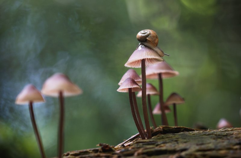 утро, макро, улитка, лес, грибы, природа, красота, макро, лето, деревья Утреннее затишье фото превью