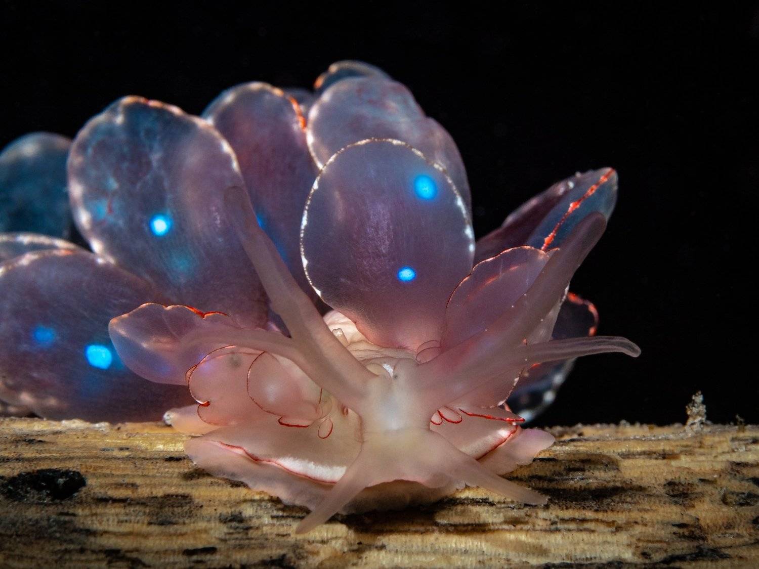 , Андрей Савин