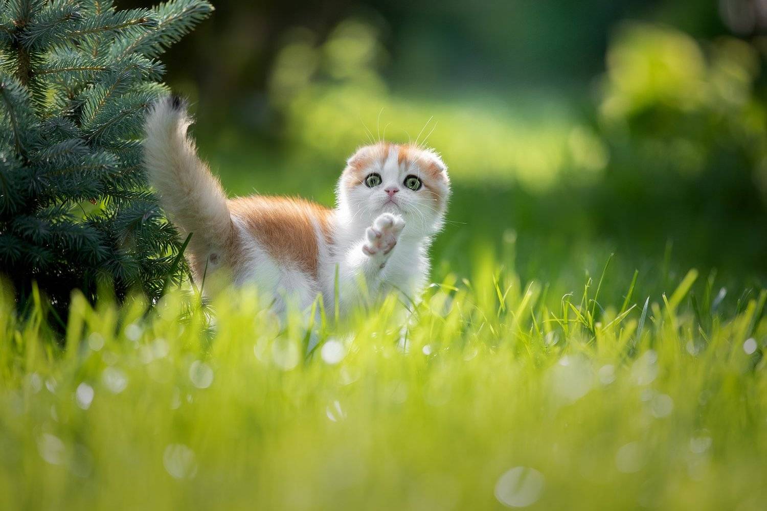 , Светлана Писарева