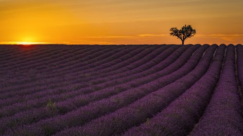 лавандовые волны