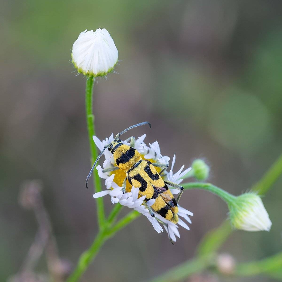 , Александр Земляной