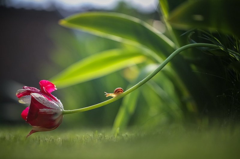 Садовница фото превью