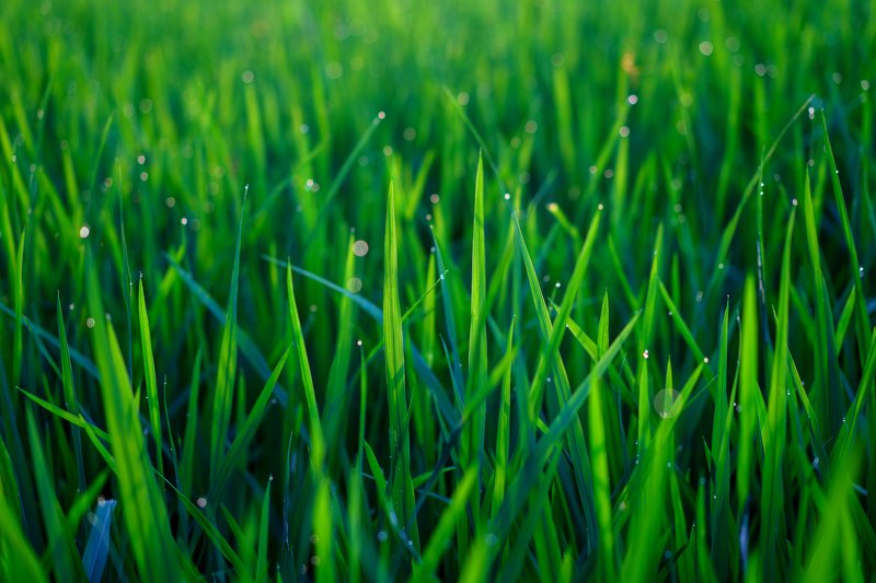 Роса фото превью