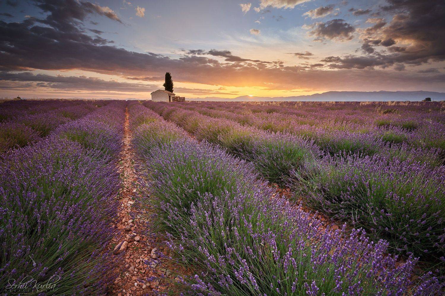 прованс, франция, рассвет, sunrise, provence, france, valensole, fields, lavander, Сергей Курля