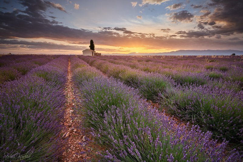 прованс, франция, рассвет, sunrise, provence, france, valensole, fields, lavander Сезонная ... фото превью