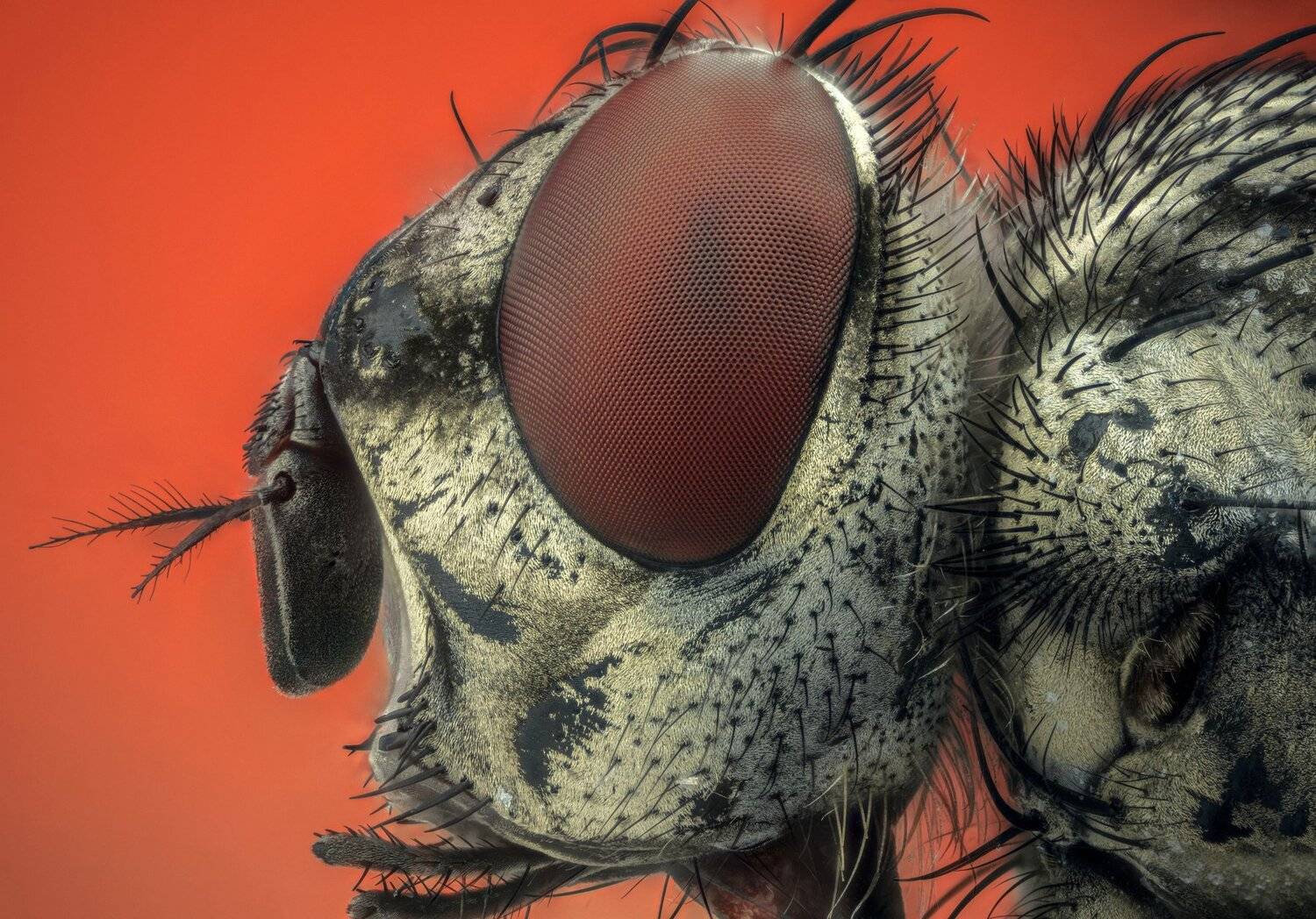 ceclii, macro, extrememacro, nikon d3400, semiplan 6.3, Tsvetan Ganev