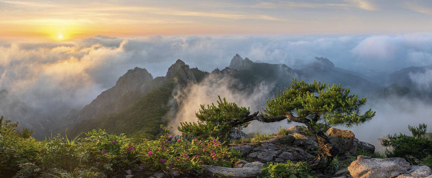 mountains,peak,hiking,fog,clouds,blossom,light,wolchulsan, Jaeyoun Ryu