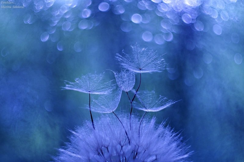 Легче воздуха. фото превью