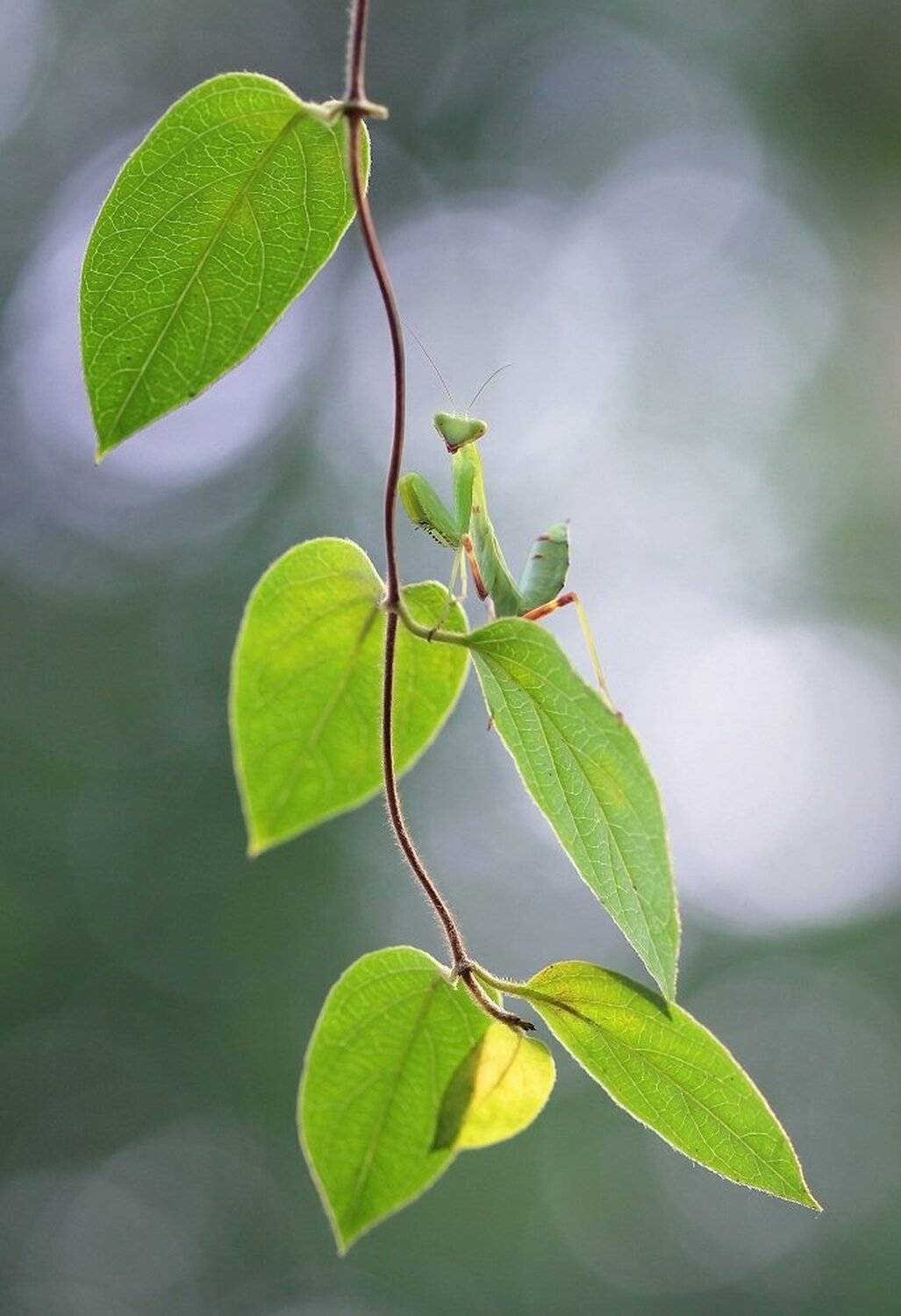Богомол, Александр Журавлёв