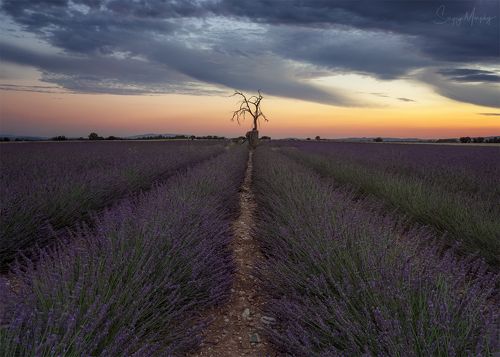 Dead tree on lavender field.