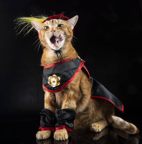 Рыжик - I'm Puss in Boots!