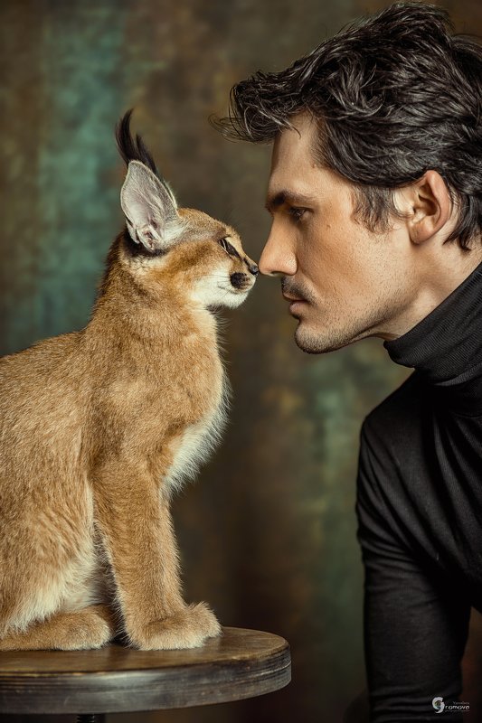 каракал, кот, кошка, портрет, глаза в глаза С первого взгляда фото превью