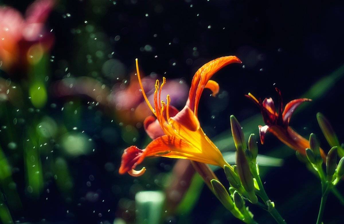 цветы, лето, капли, макро, цветение, Майя Афзаал