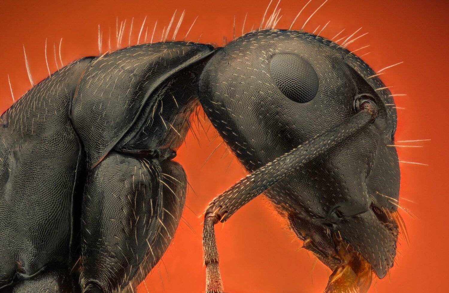 ceclii, macro, extrememacro, nikon d3400, semiplan 6.3, Tsvetan Ganev