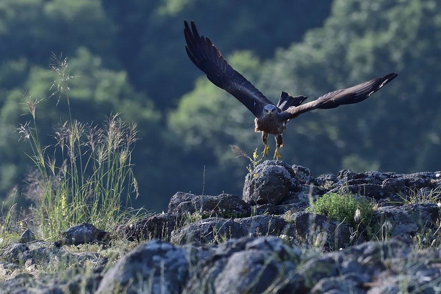 птицы birds, Jaroslav Mego