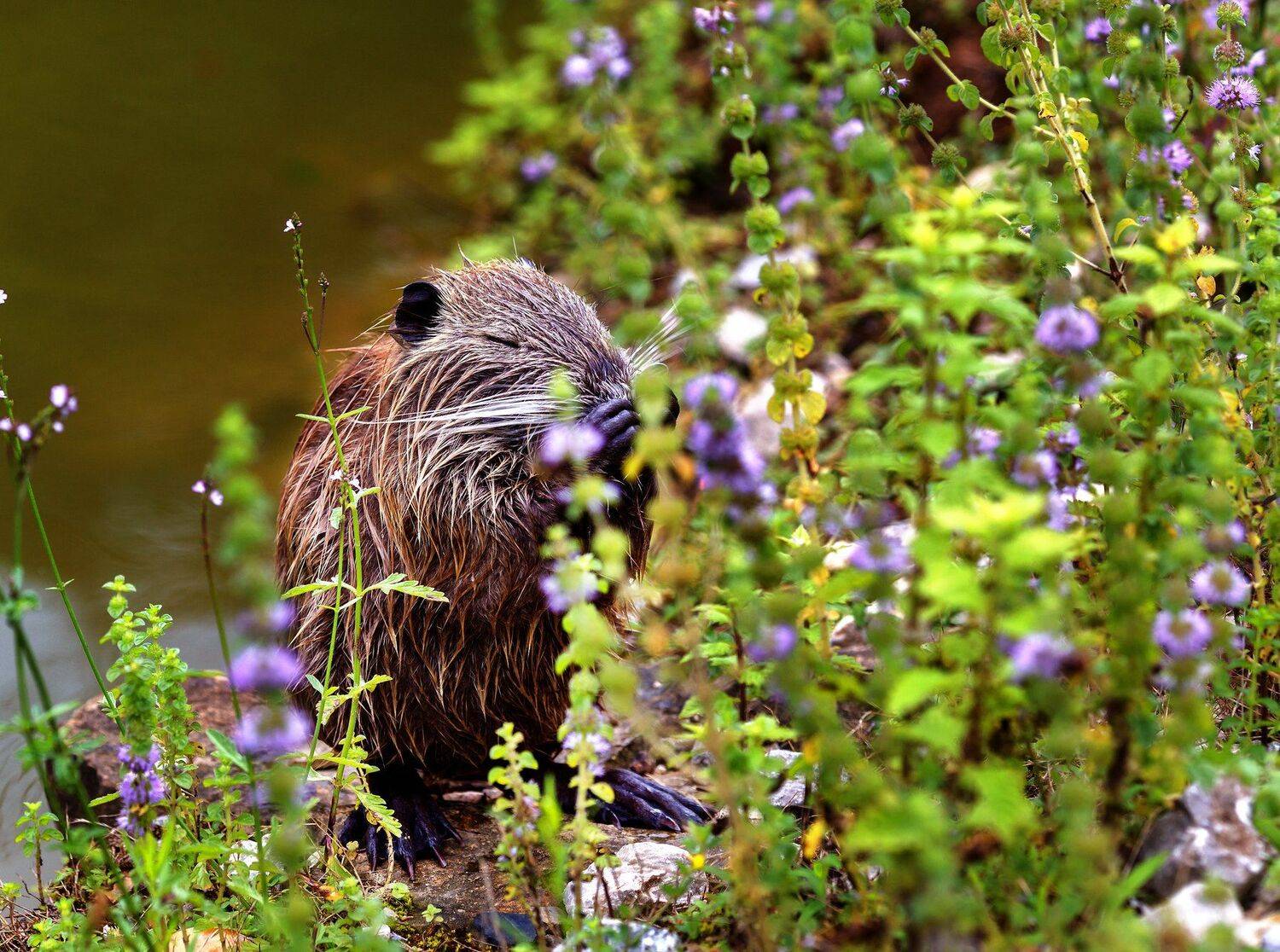 , Олег Богданов