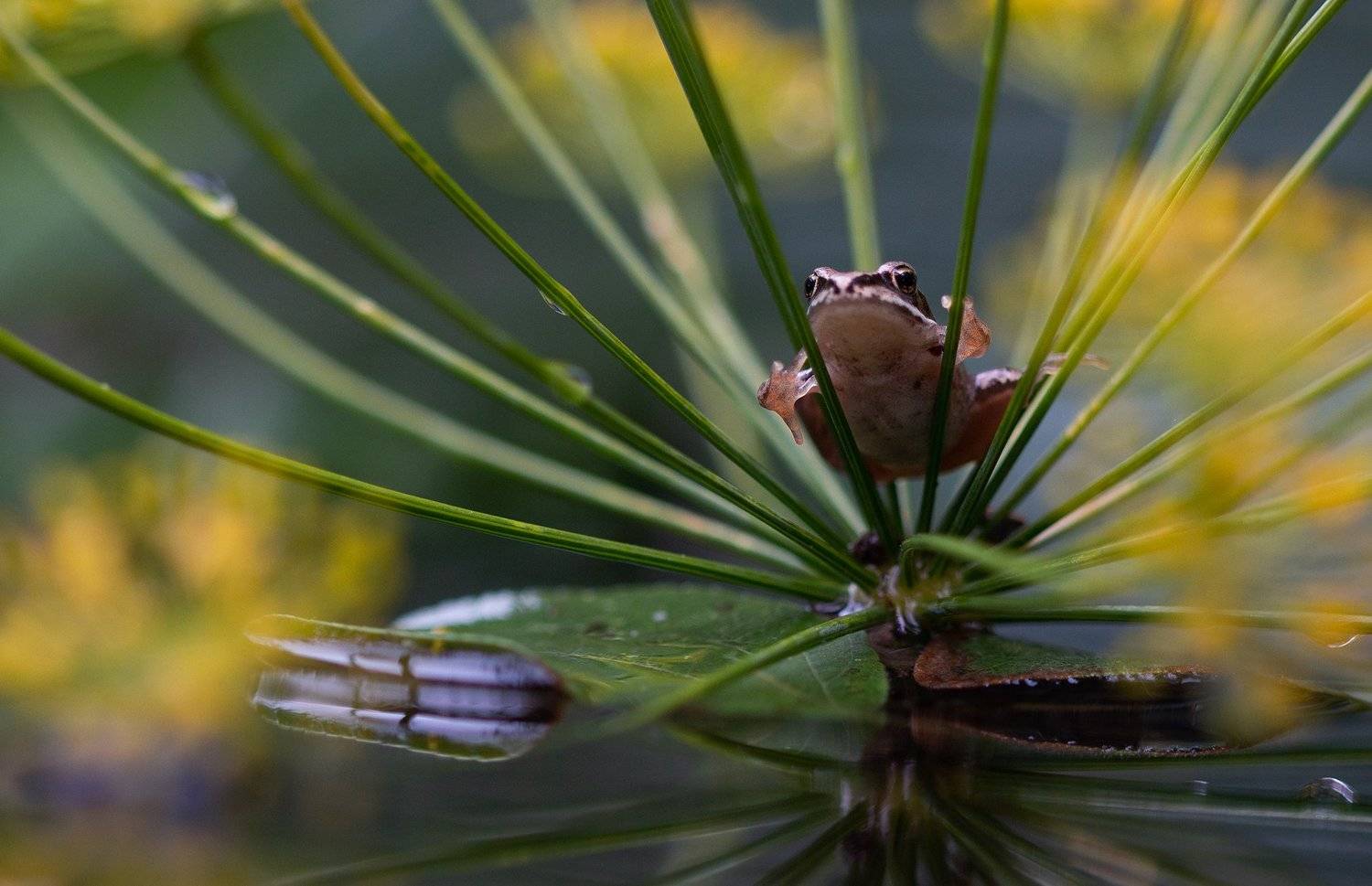 лягушонок, природа, макро, красота, вода, дождь, отражение, Людмила Гудина