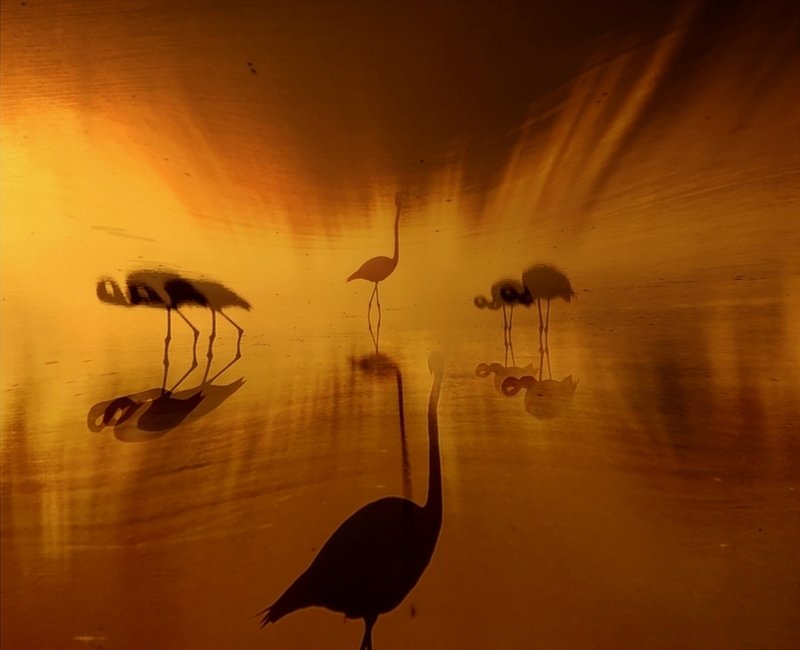 FLAMINGO фото превью