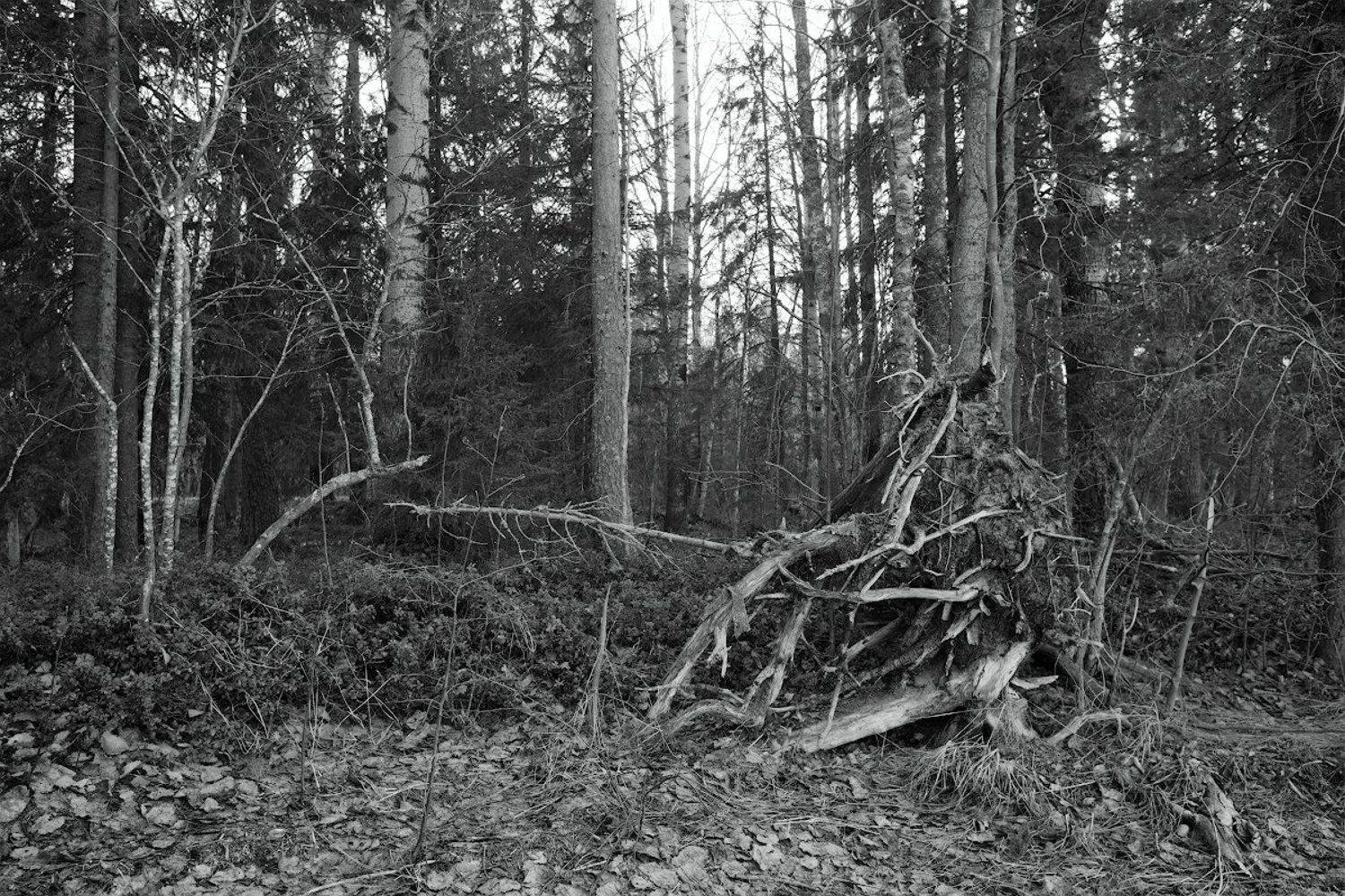 пейзаж, весна, берег, деревья, Андрей Ларионов