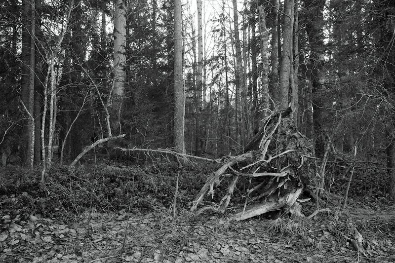 пейзаж, весна, берег, деревья *** фото превью