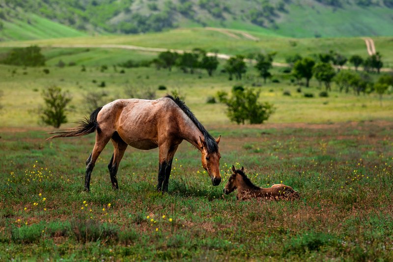 Мама-лошадь фото превью