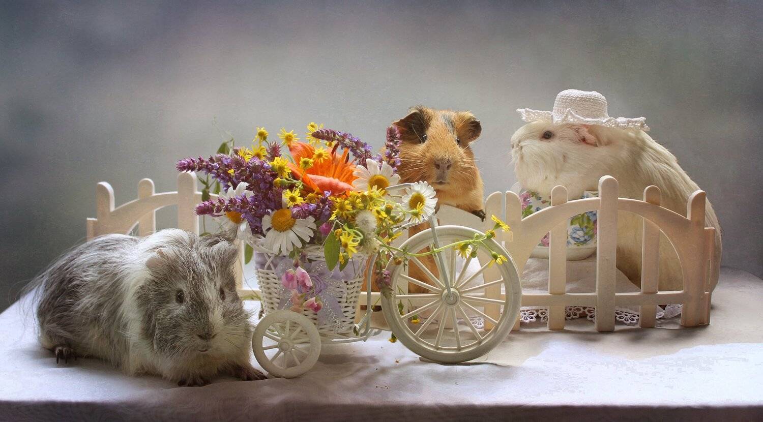 композиция, животные, морские свинки, лето, цветы, \"дачные истории\", Ковалева Светлана