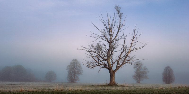 the first фото превью