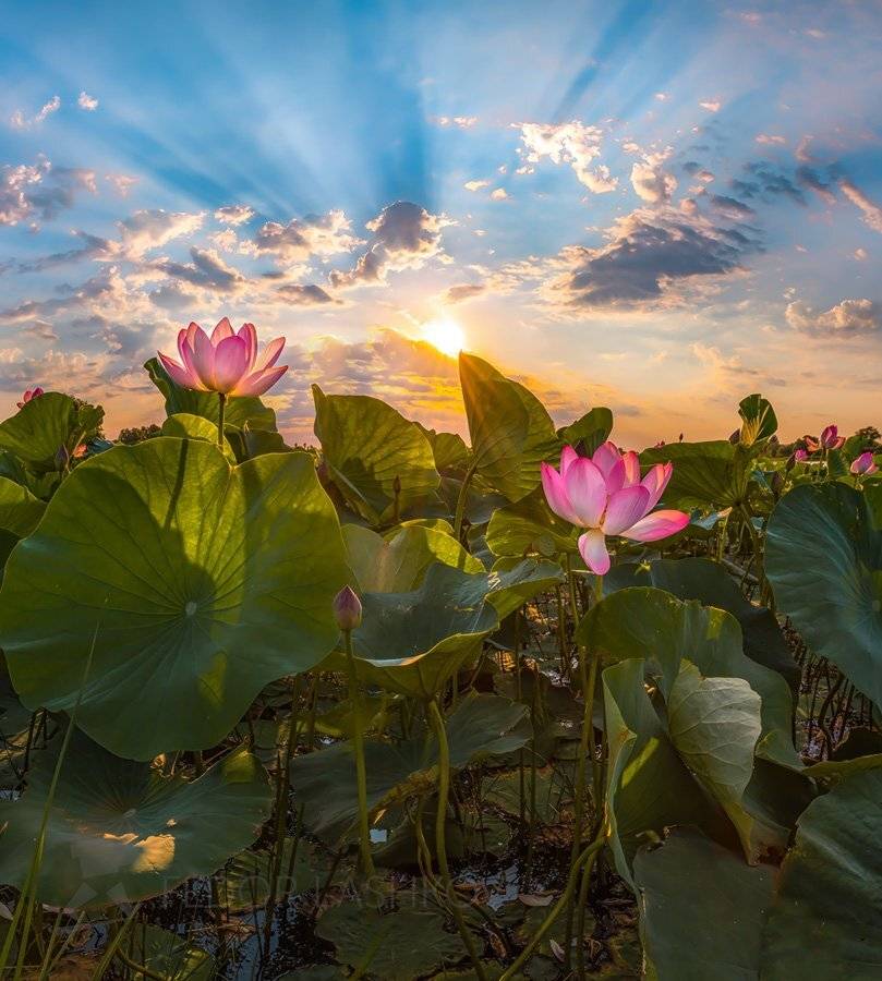 астраханская область, река, вода, волга, рассвет, лотос, лотосы, астраханский заповедник, путешествие, цветок, дельта волги, солнце, лучи, небо, листья, зелёный, Лашков Фёдор