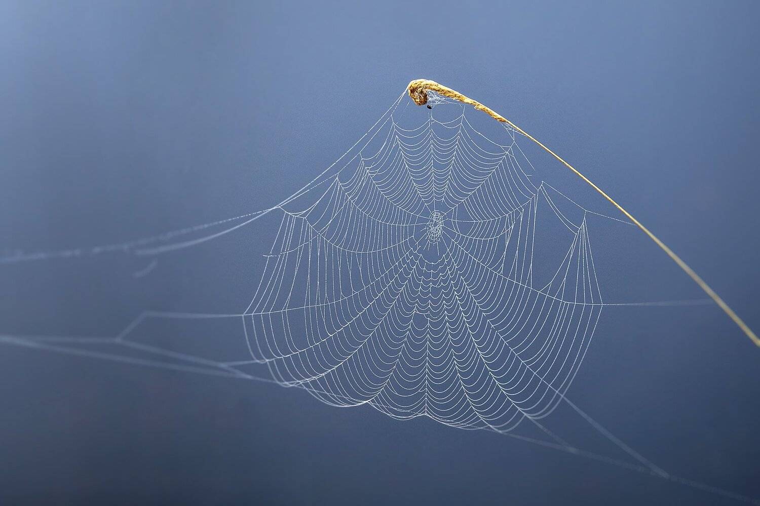 паутина, лето, роса, утро, Александр Игнатьев
