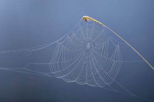 паутина