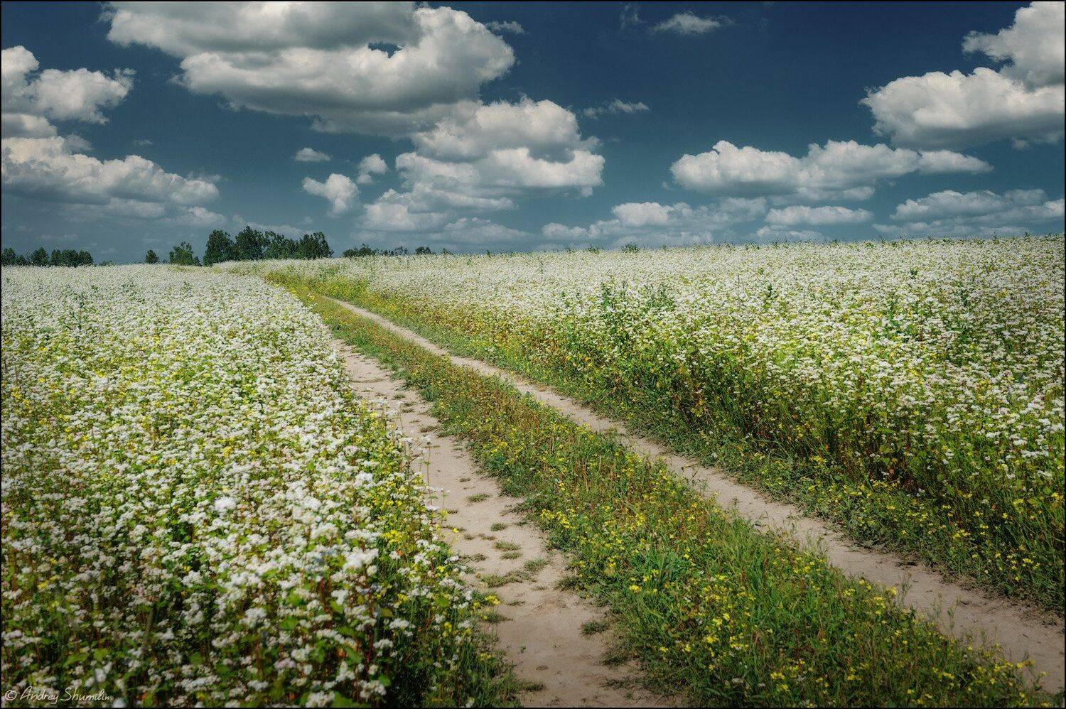 поле, Андрей Шумилин