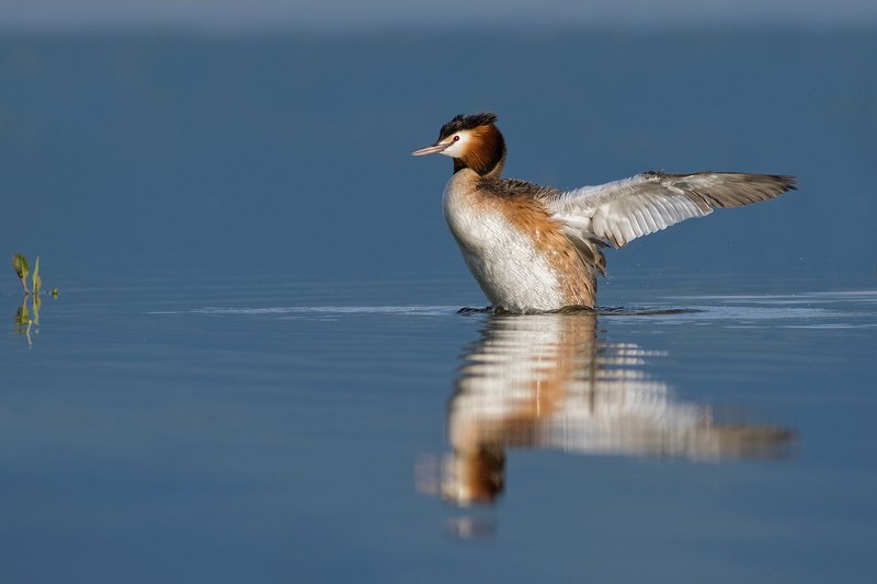 Чомга фото превью