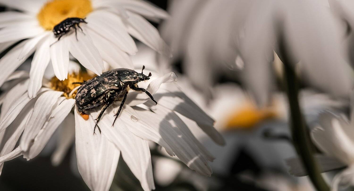 природа, макро, цветы, ромашка, жук, бронзовка, Неля Рачкова