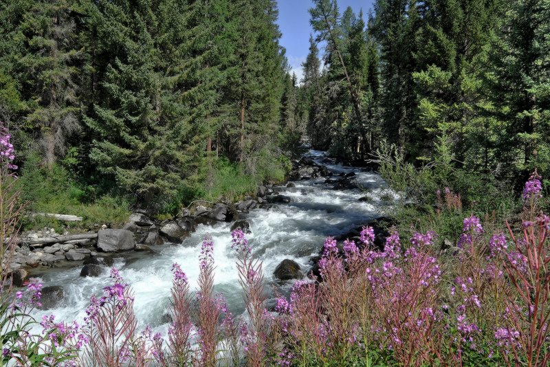 У таёжной реки фото превью