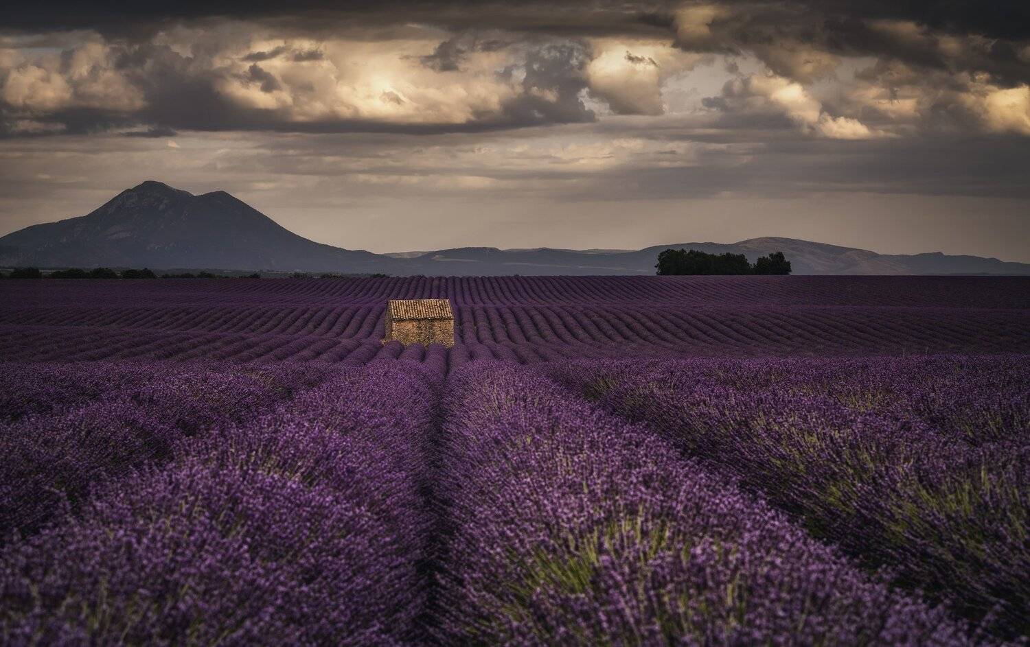 лаванда, поля, дом, Александр Безмолитвенный